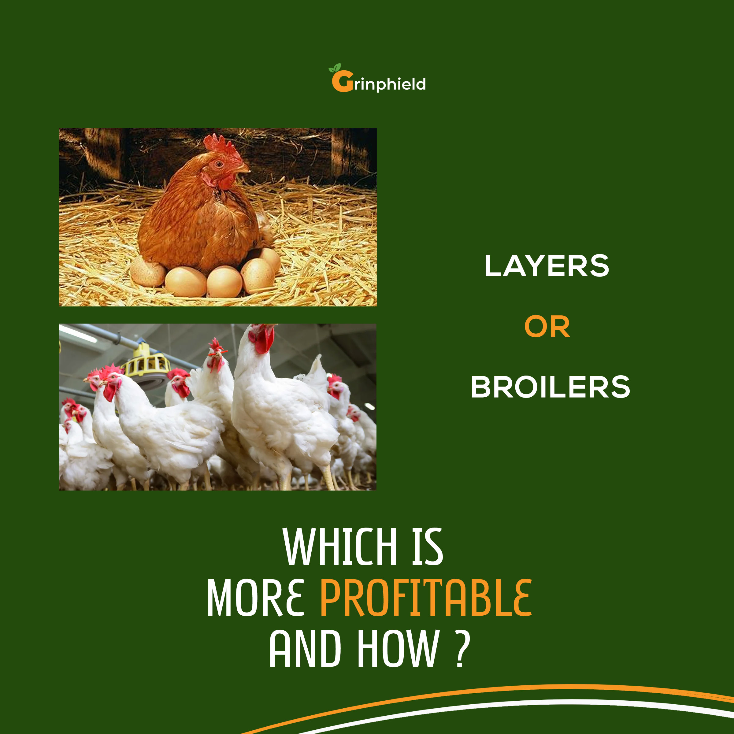 Broilers or Layers, which is more profitable?